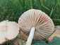 Mezei szegfűgomba (Marasmius oreades), Budai-hegység